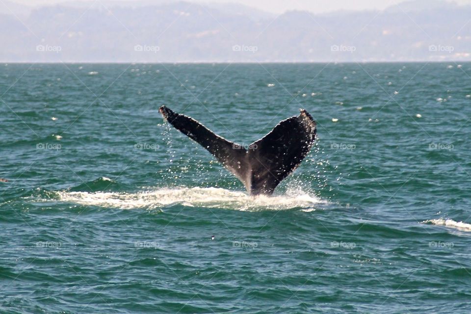 Whale Fluke II. Monterey Bay California