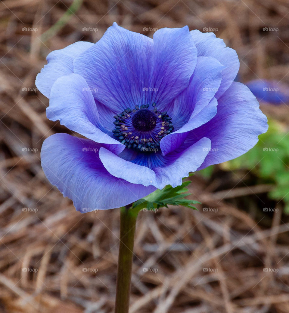 Close-up of violet flower