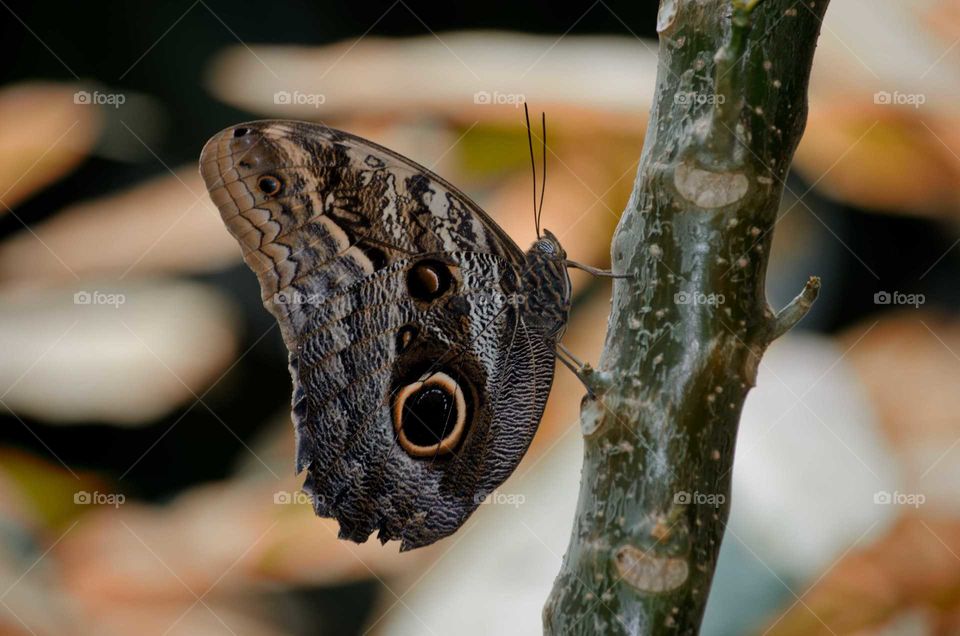 beautiful butterfly