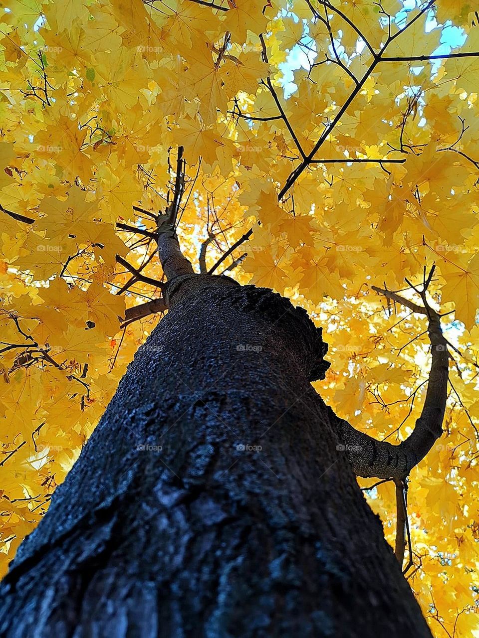 Autumn tree.  Bottom view.  The black trunk and branches of the tree in the form of hands hold the yellow crown of foliage.  Atlant tree