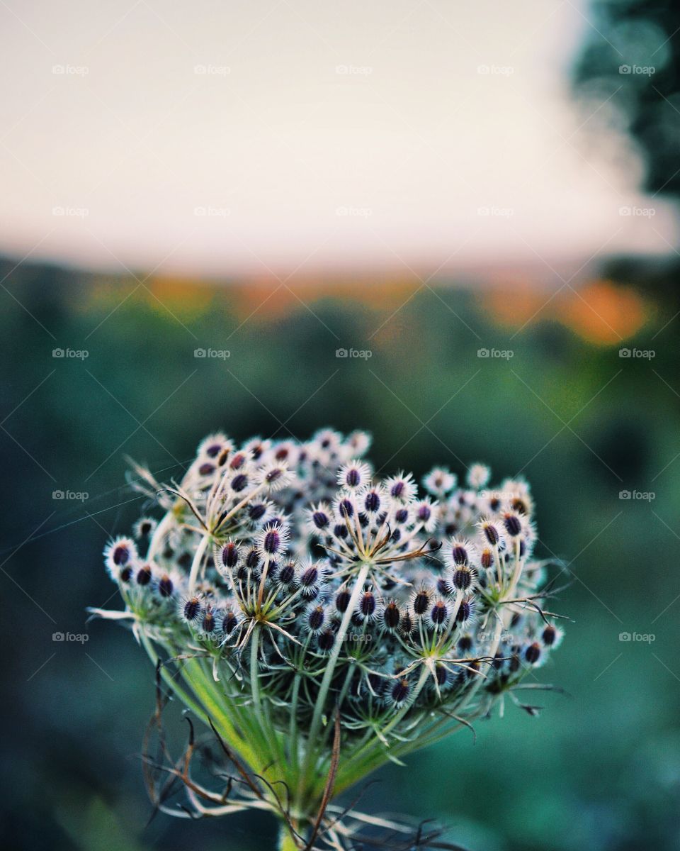 Close-up of a flower