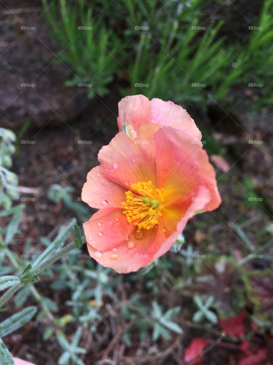 Raindrops on a flower