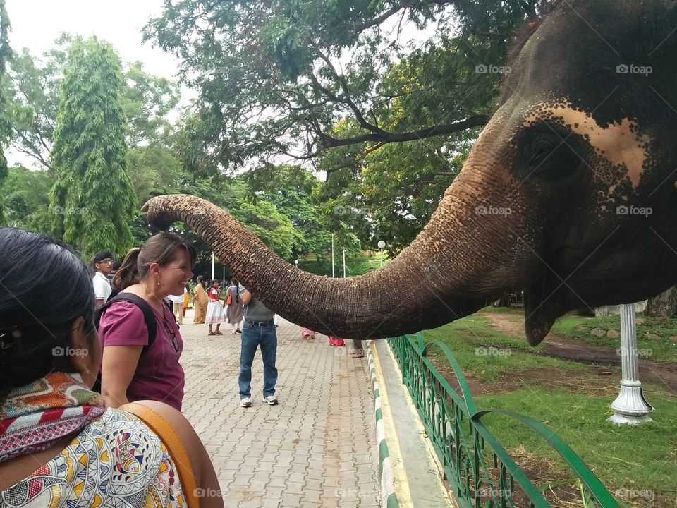 elephants