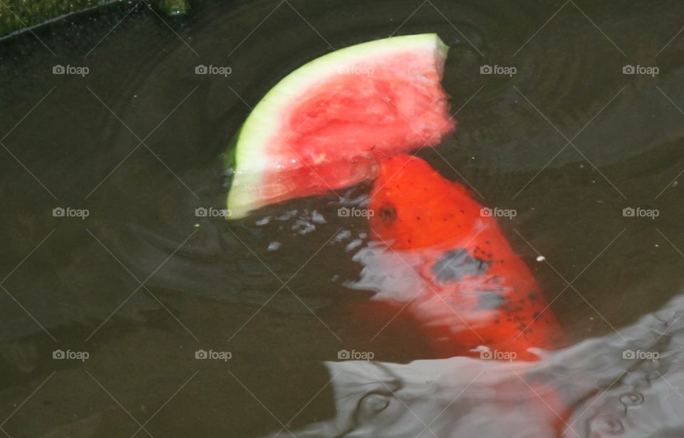 Koi Eating Watermelon 