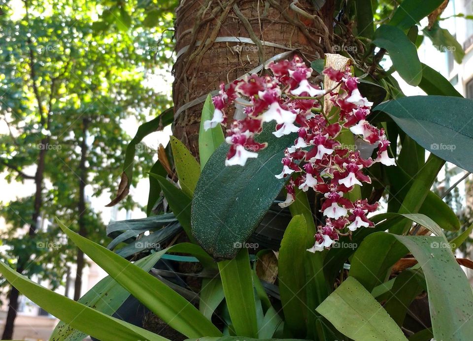 Orchid in tree