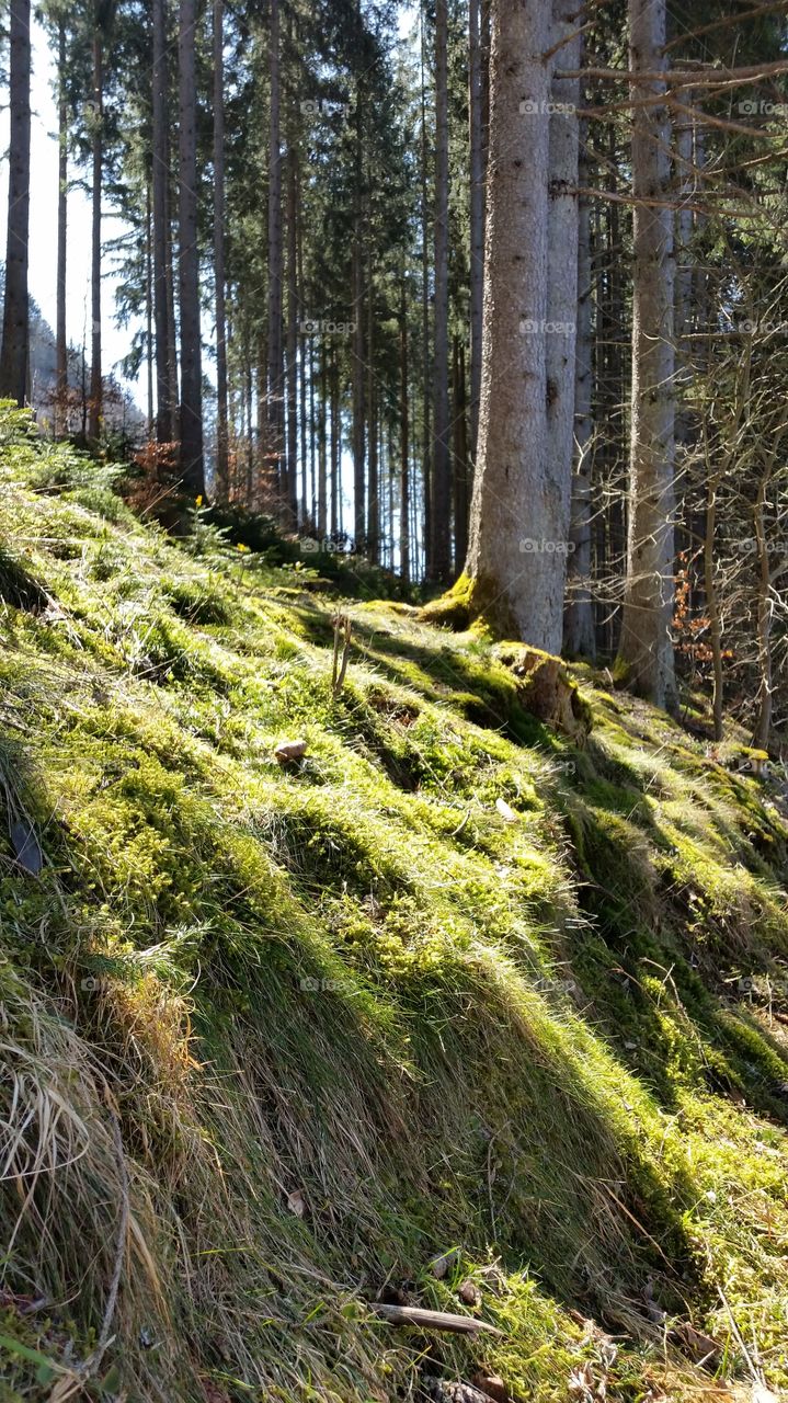 spirit of the forest. Black Forest Germany 