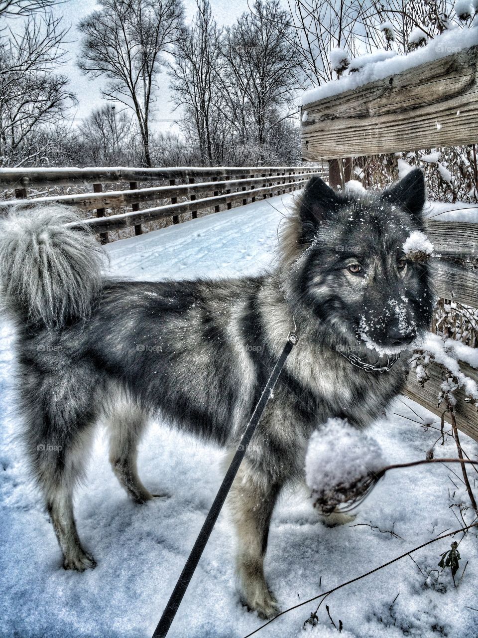 Snow dog Balto