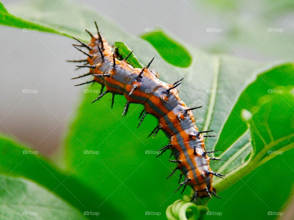 Agraulis vanillae caterpillar 