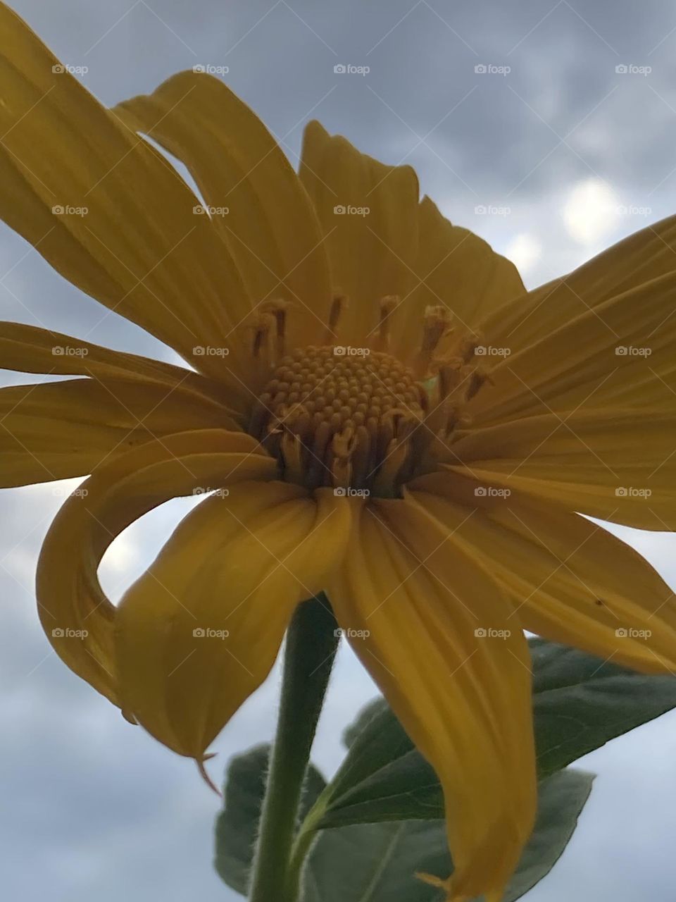 Girassol de arbusto com pétalas simples sob um céu nublado e escuro. Flor com haste e folhas.