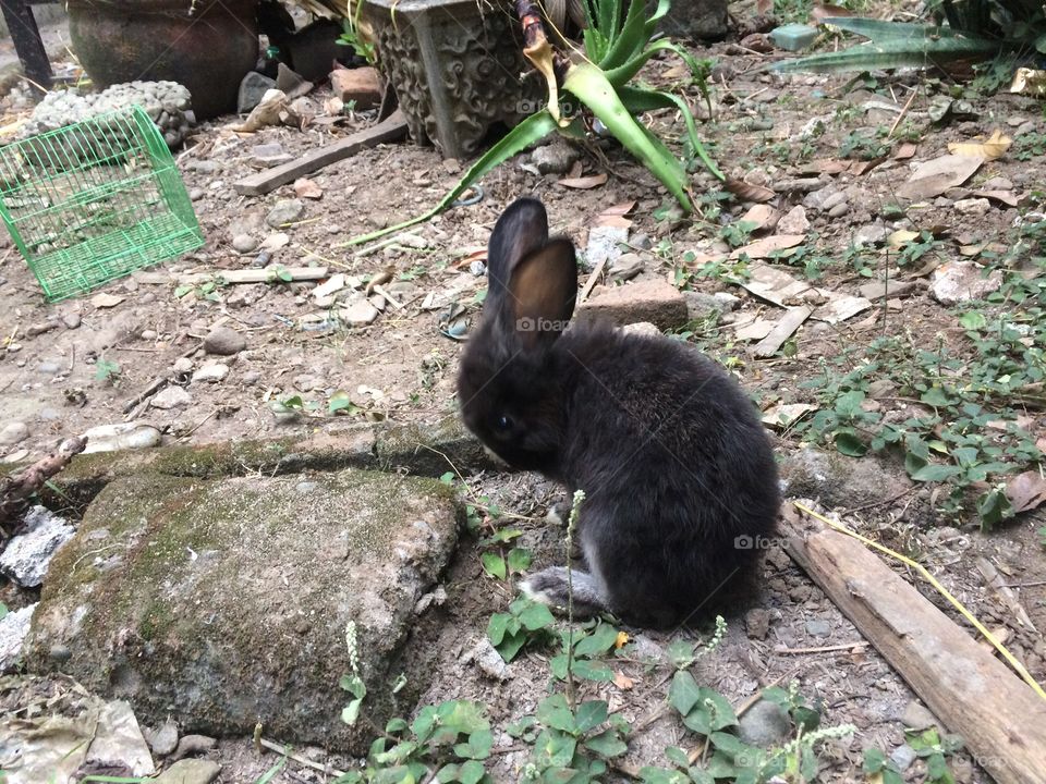 Rabbit pet