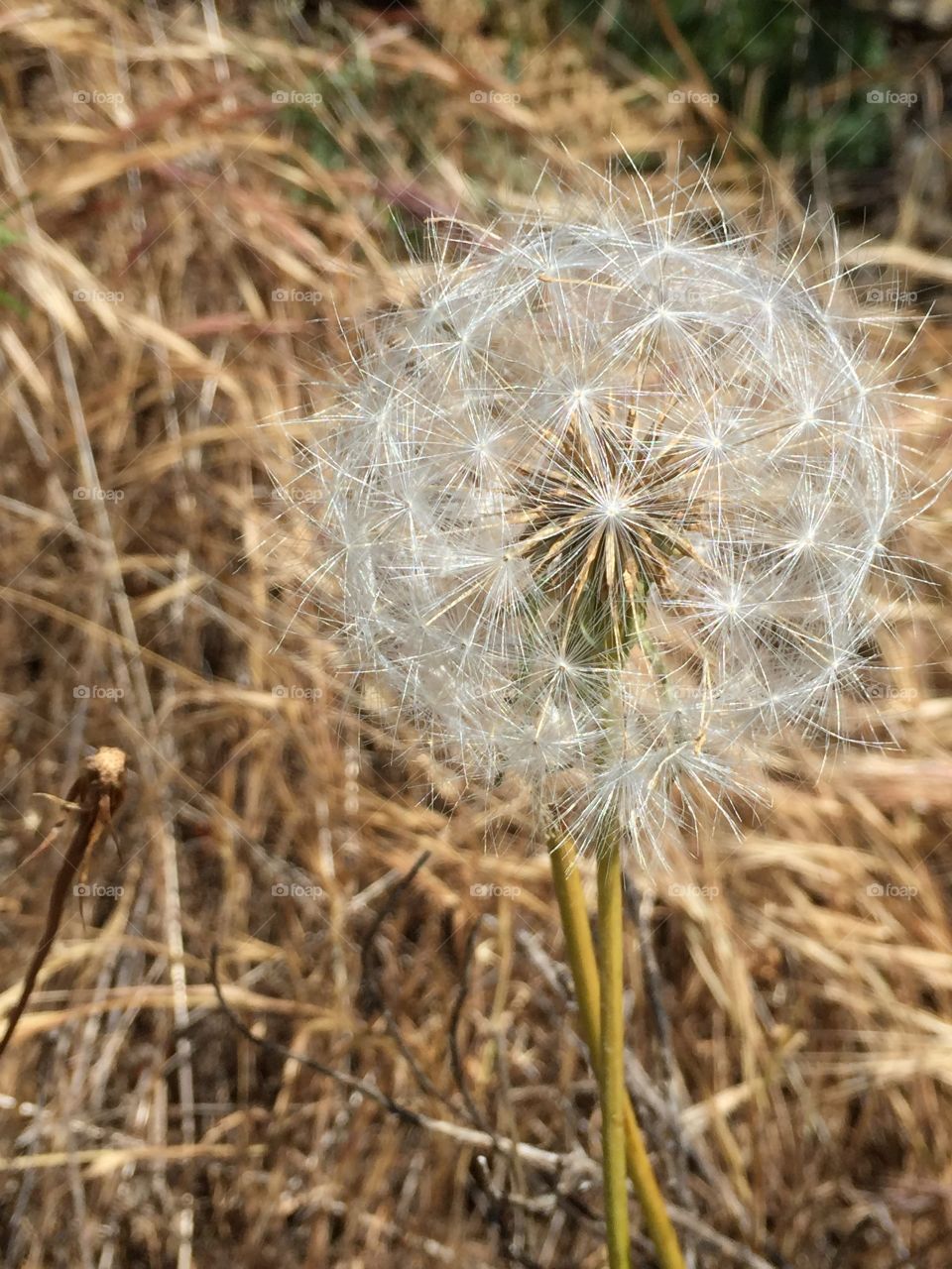 A close up view of a full dandelion found on a hike in california. It’s waiting to be wished upon!