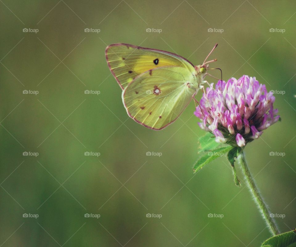 Butterflies Fly Away - yellow butterfly on red clover blossom 