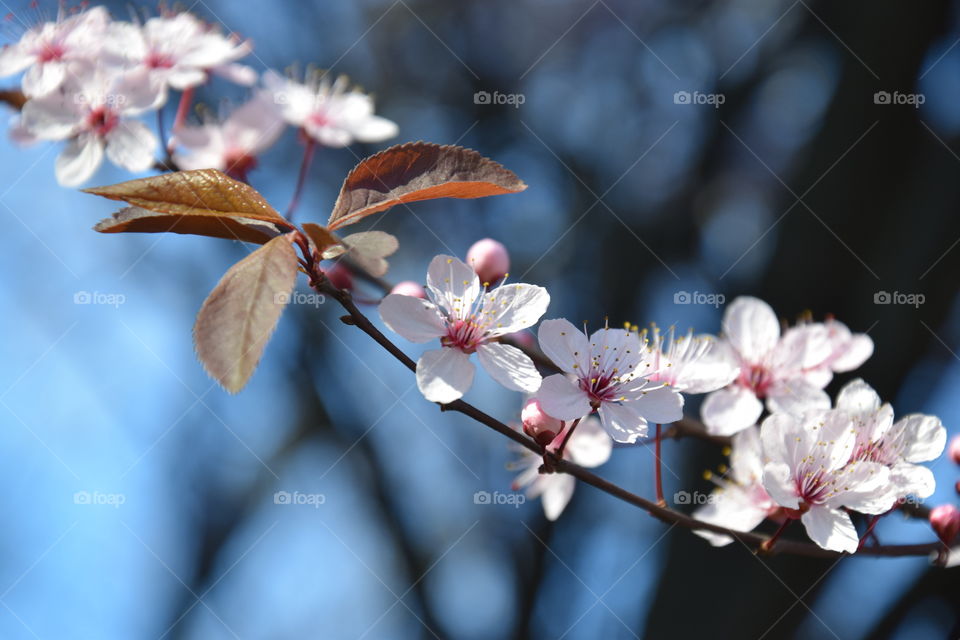 Spring time and flowering branch