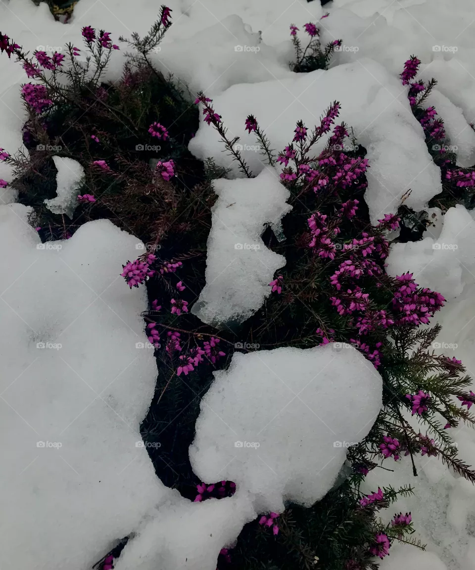 Pink flowers