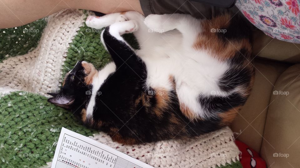 Greta napping on her favorite blanket