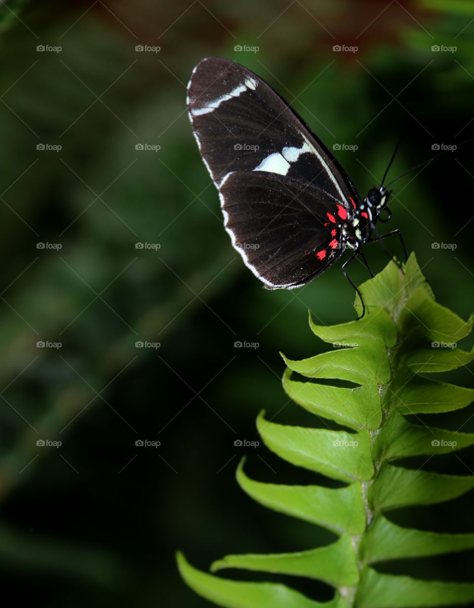 Black white and red butterfly on a green leaf close up macro