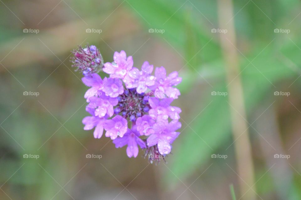 wildflowers