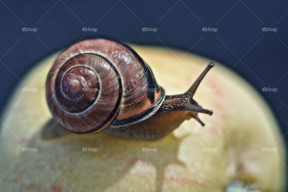 snail 2