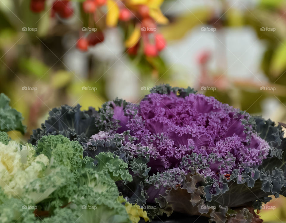 Colorful purple cabbage