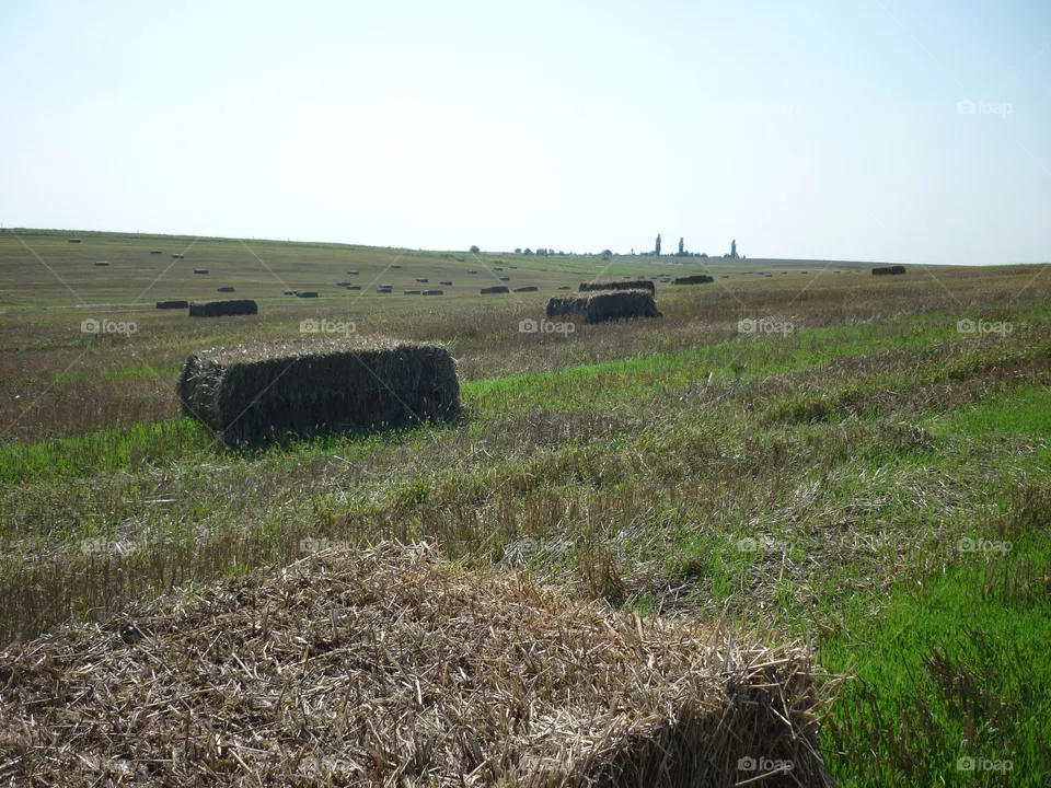Summer field and hay