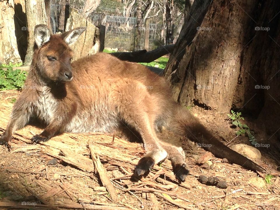 Kangaroo, South Australia. Roo in SA