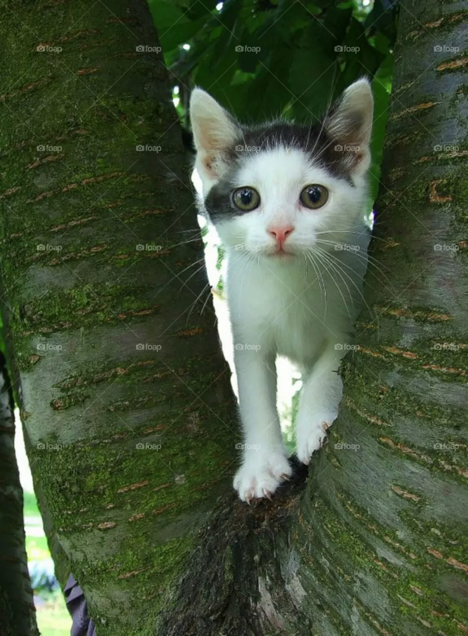 cat