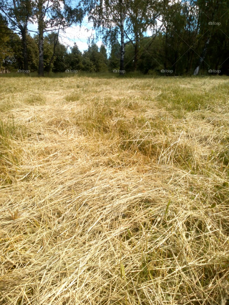 Grass, Nature, Landscape, Field, Hay