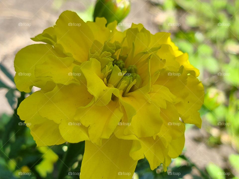 tender yellow sunny flower closeup