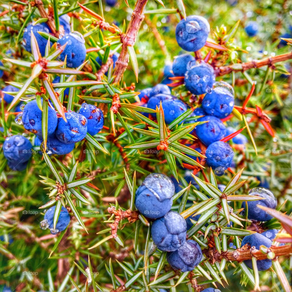 Juniperis Communis on Брезовица Шар-Планина