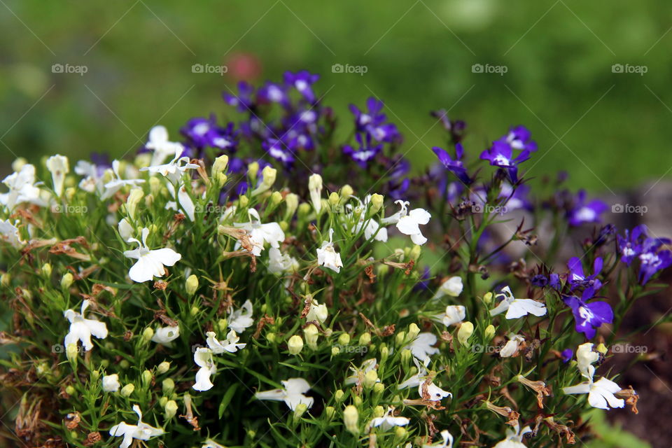 Flowers,  white  and violet