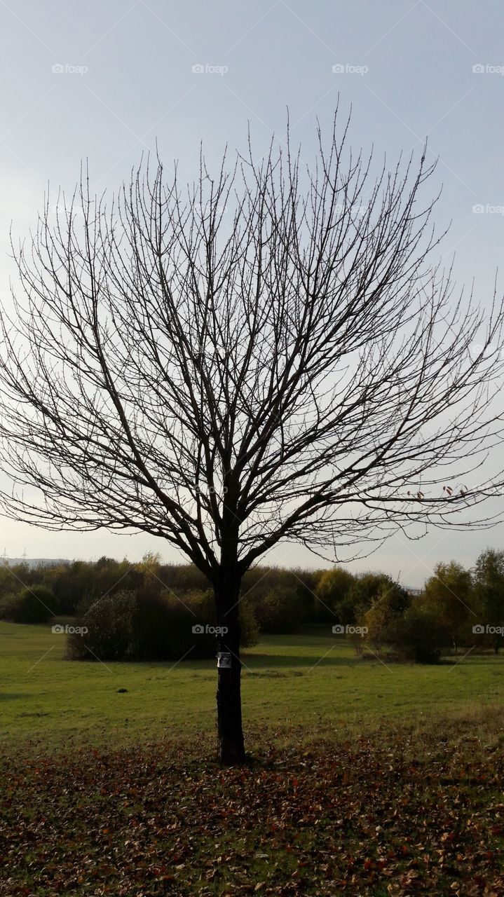 Mein Wunderschöner Herbstbaum ohne Blätter