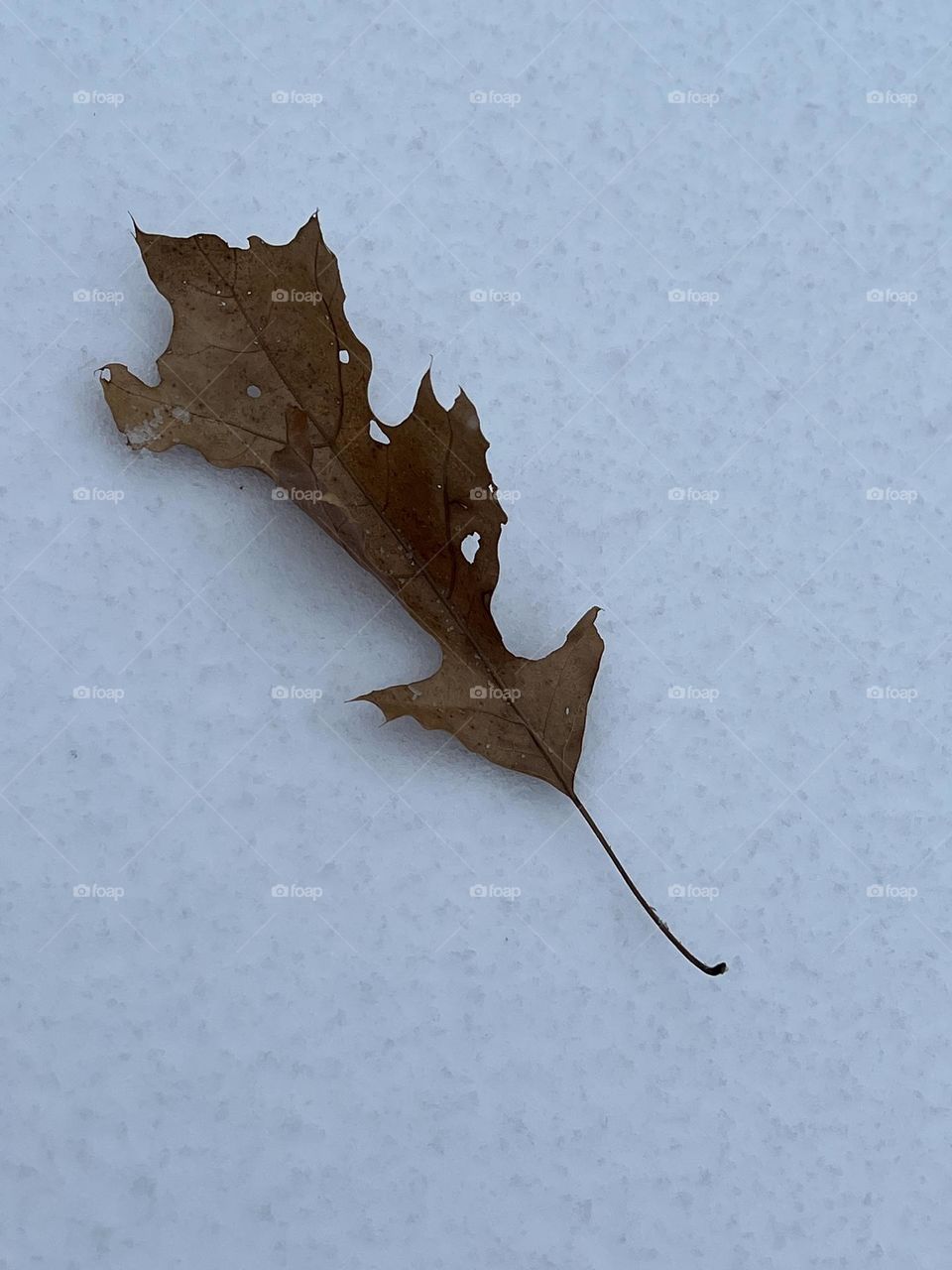 A leaf on snow