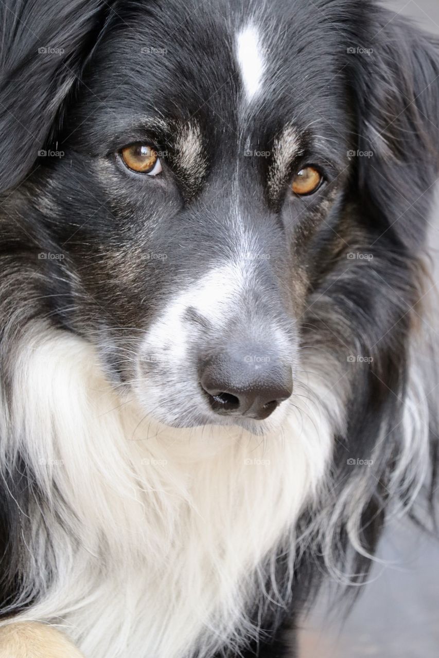 Beautiful border collie head and mane shot, facing camera 