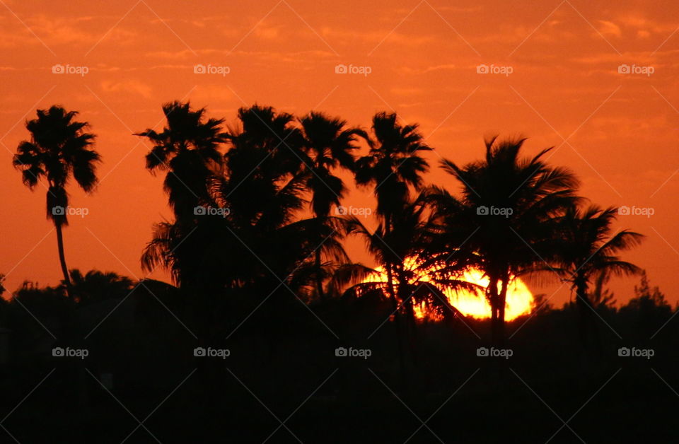 Sunset in the Palms