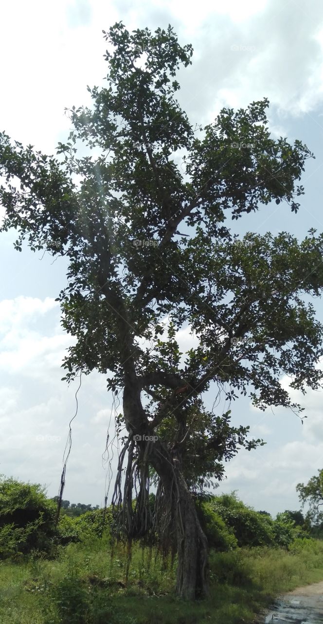 bargad old tree in jungal