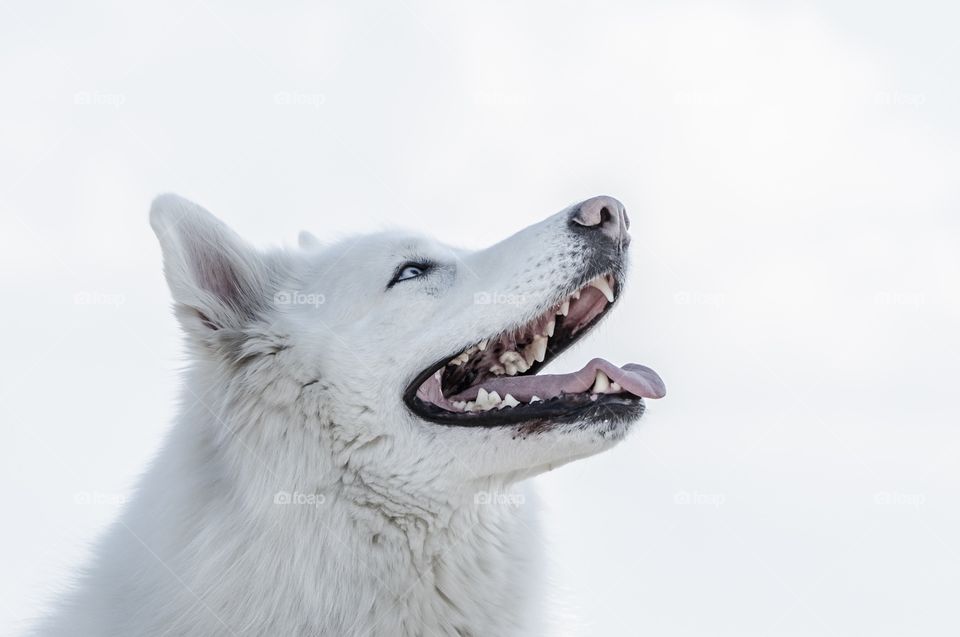 Extreme close-up of dog