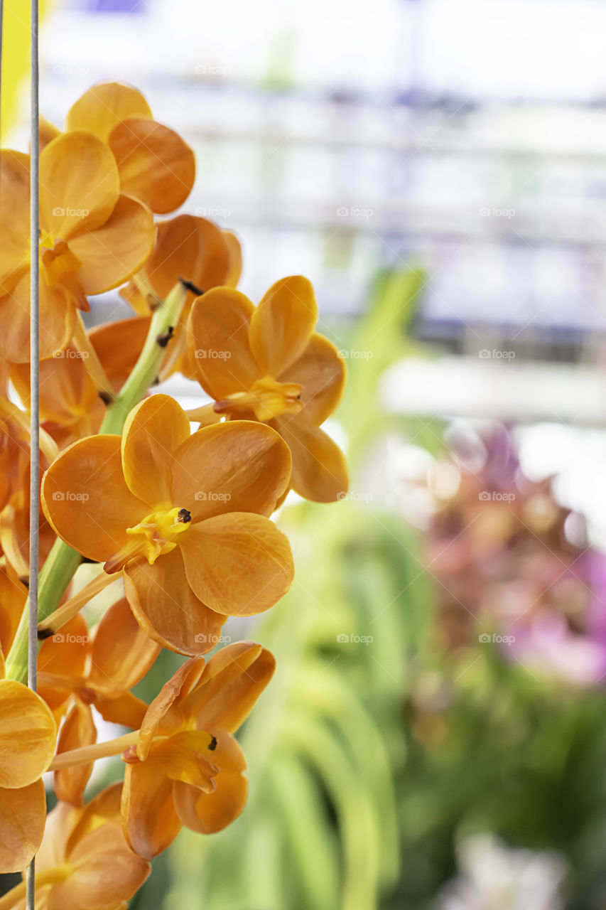 Beautiful Orange Orchid Background blurred leaves in the garden.