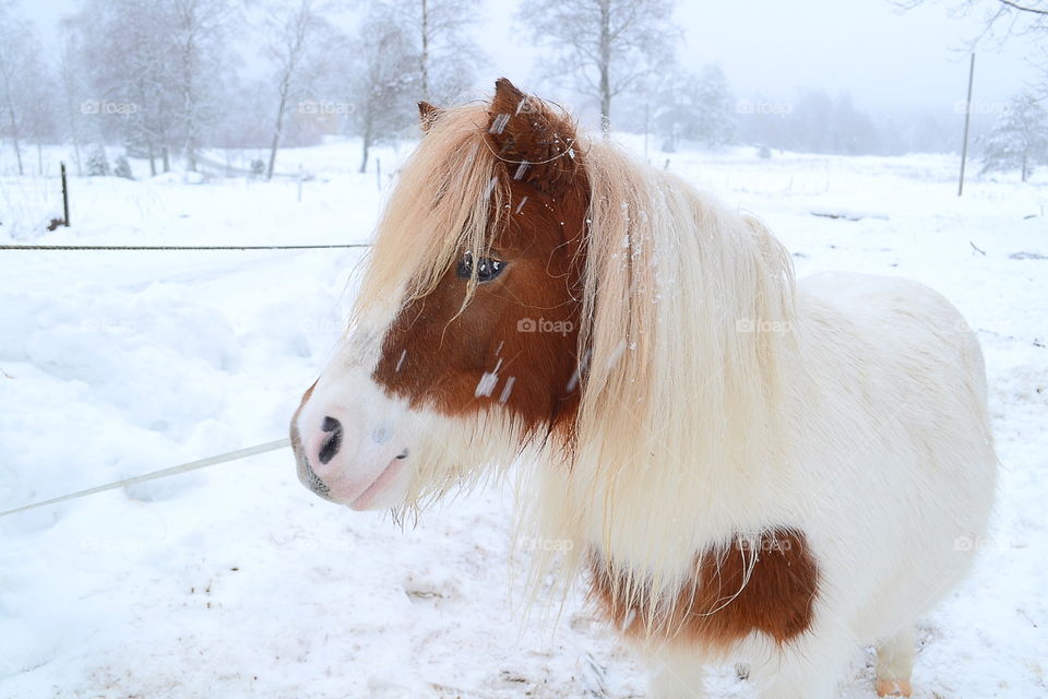 Cute pony