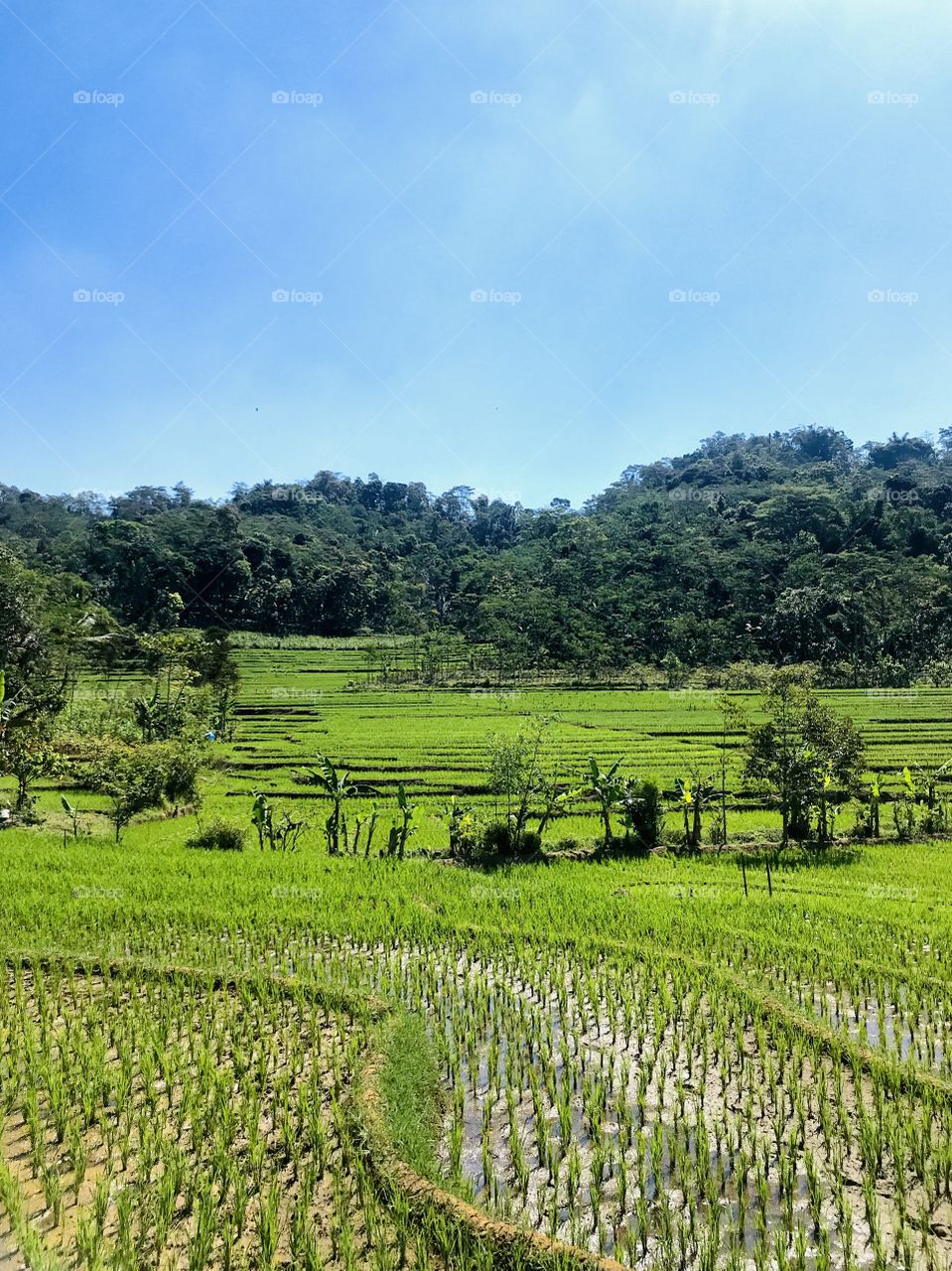 The state is part of our village, not our village is part of the state. A rice field in Temanggung Regency, Central Java, Indonesia.
