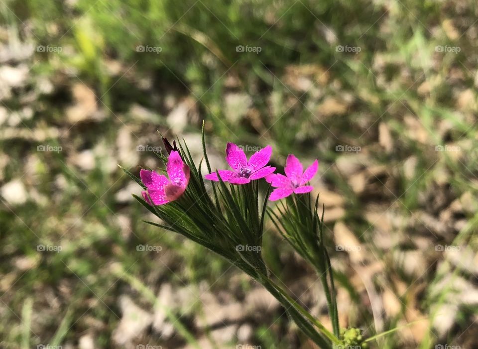 Small, delicate, purple flower, growing, wild, flowers