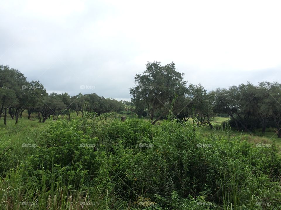 Landscape, Tree, Nature, No Person, Wood