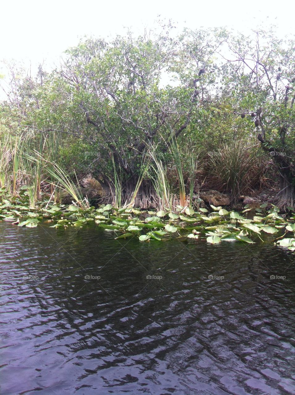 Everglades scene
