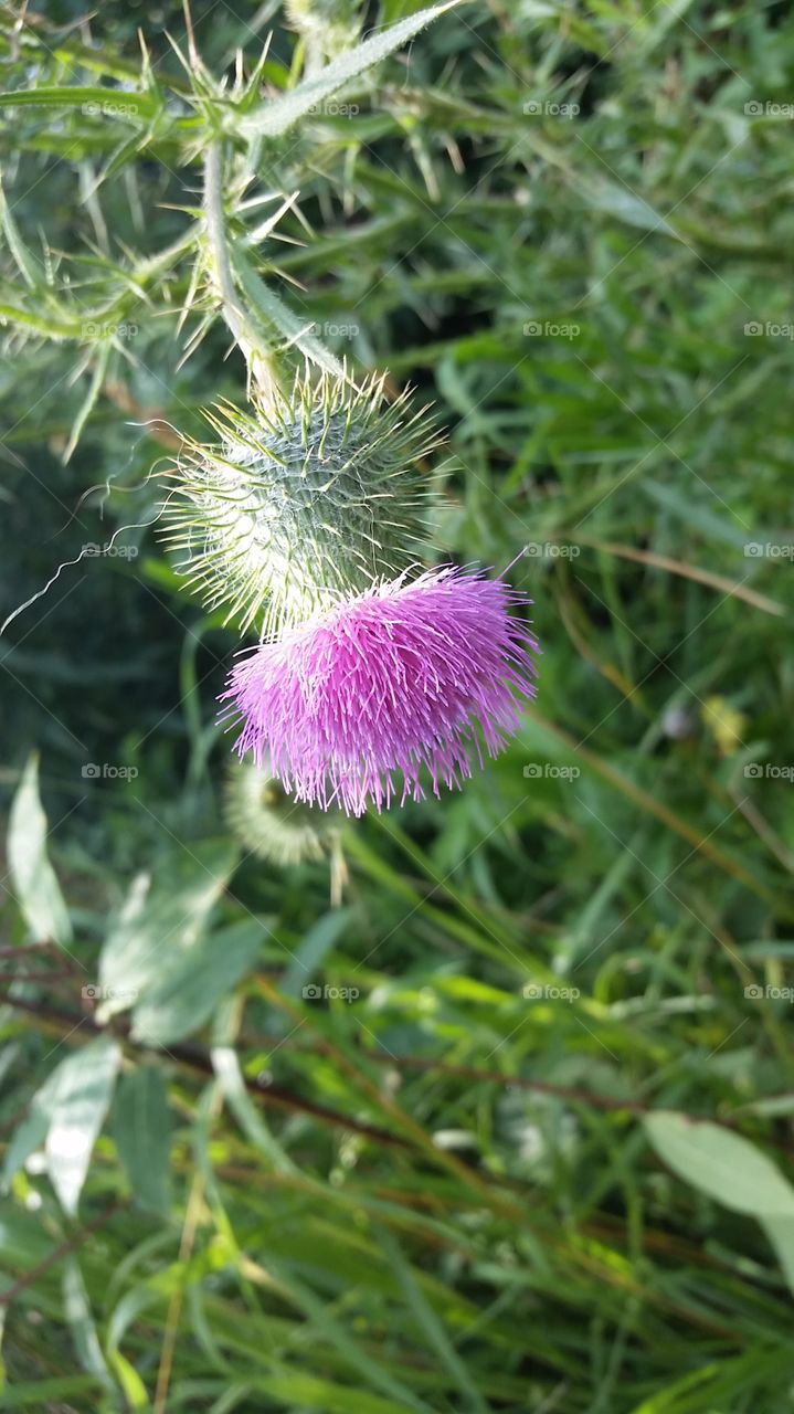Close-up of thistle in bloom