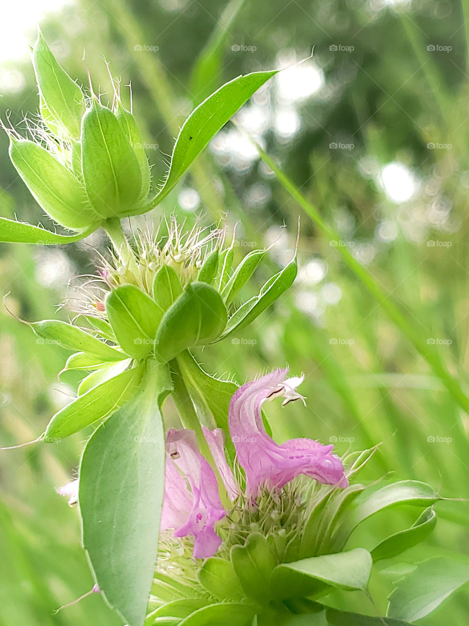 Horsemint also known as lemon bee balm. Scientific name: Monarda punctata and Monarda citriodora.  This genus of flowers are endemic to North America and have medicinal uses.