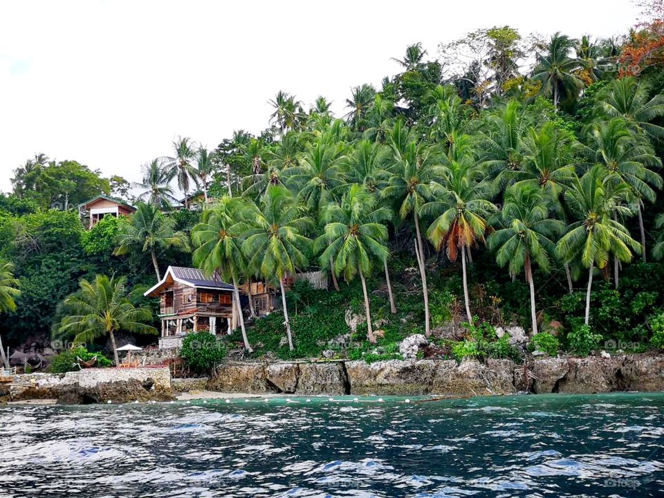 sea water with coconut trees
