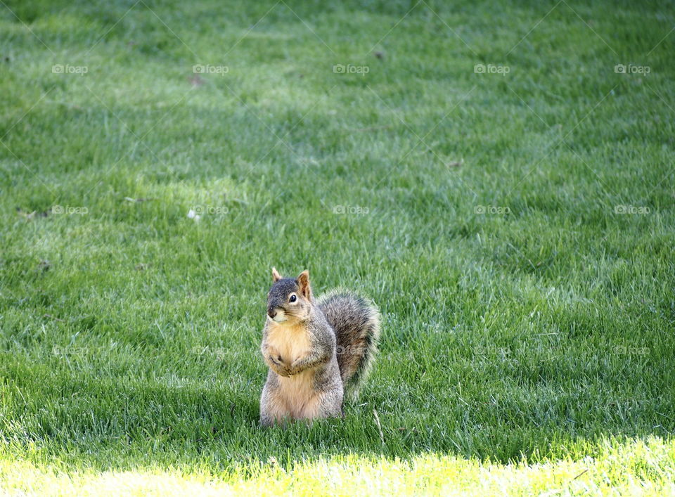 A friendly squirrel asks for treats at the Oregon Mt. Angel Abbey on a beautiful sunny morning