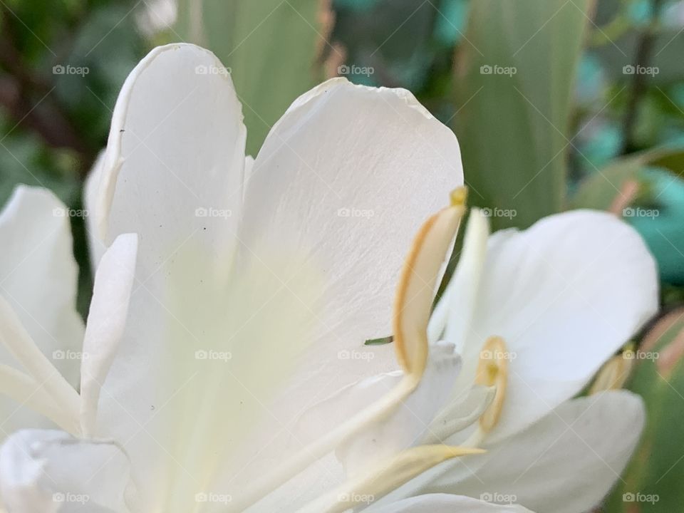 The white color stories, my garden ( Thailand)