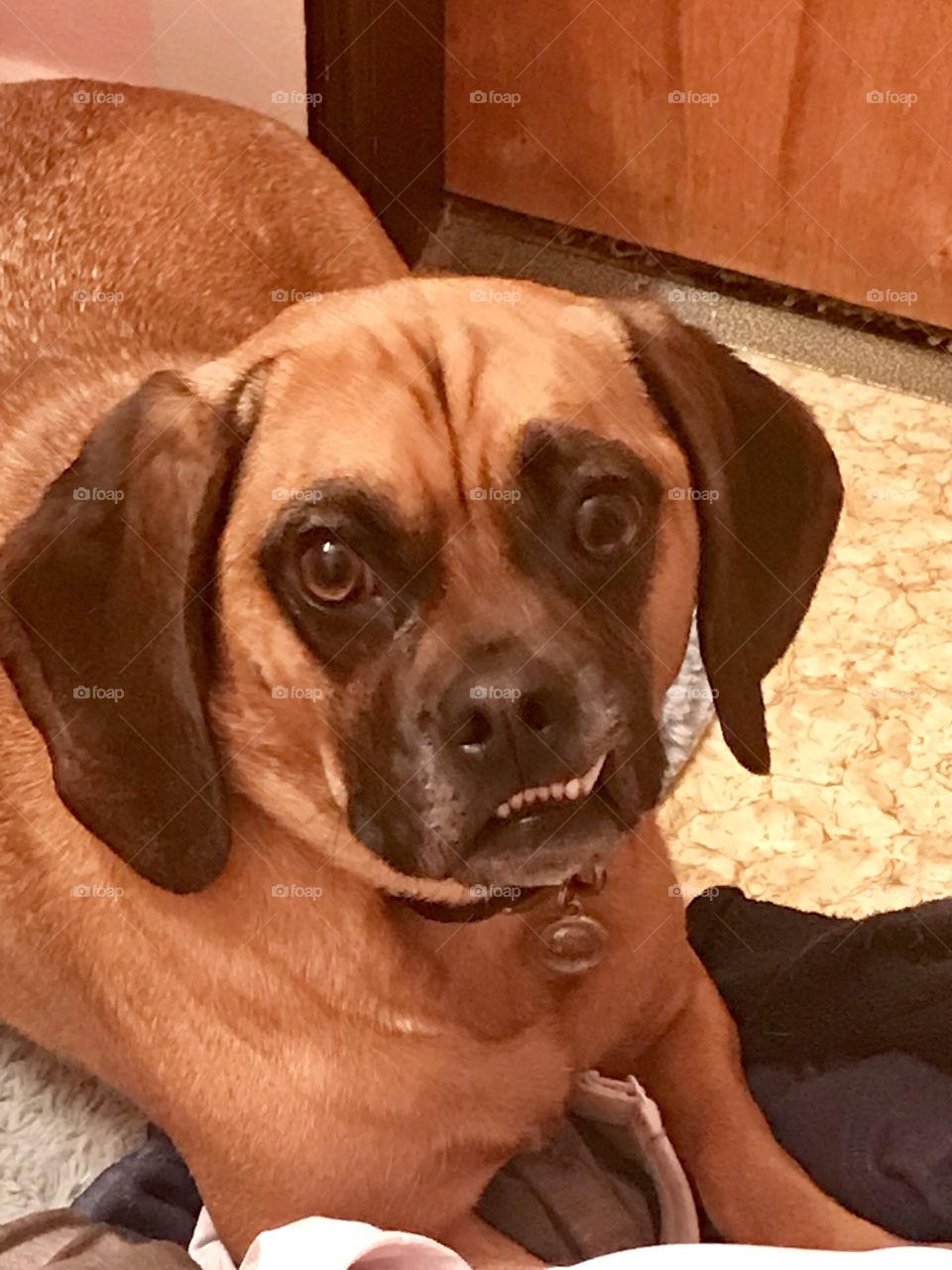 Puggle
