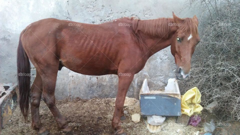 brown horse standing alone.