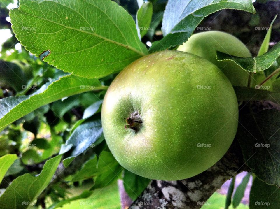 Apple tree with unripen fruits.